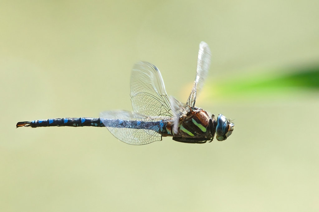 paddle-tailed darner