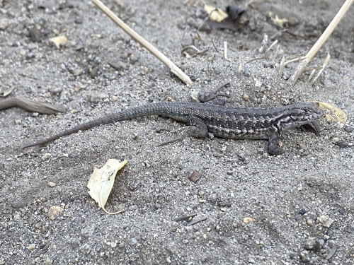 iNaturalist observation photo of Common Sagebrush Lizard