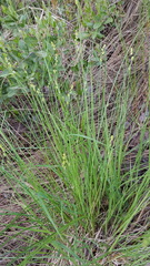 Carex canescens