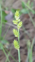 Carex canescens