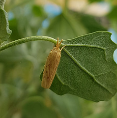 Ematheudes punctella