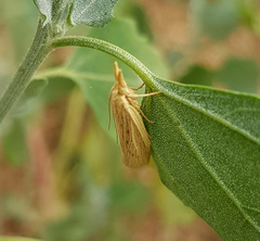 Ematheudes punctella