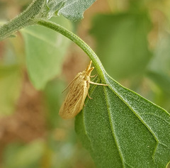 Ematheudes punctella