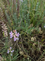 Astragalus flexuosus