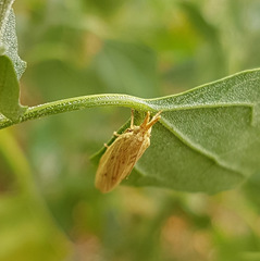 Ematheudes punctella