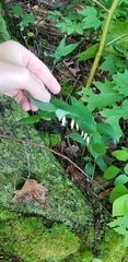 Polygonatum biflorum biflorum