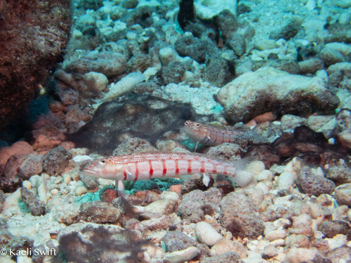 Parapercis multiplicata observed 2024-08-11