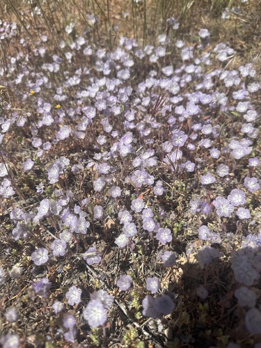 Transverse Range phacelia (Phacelia exilis)