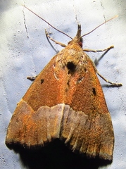 Hypena bijugalis
