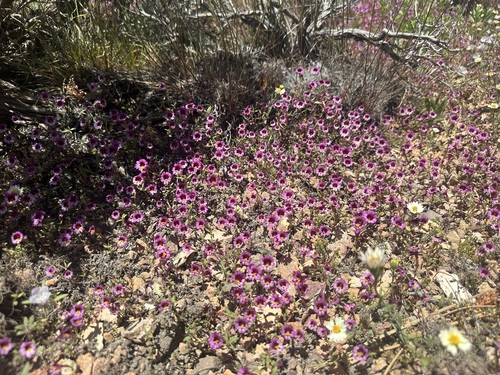 Party-colored Monkeyflower (Erythranthe discolor)