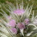 Elk Thistle - Photo (c) Matt Lavin, some rights reserved (CC BY-SA)