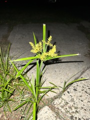 Erdmandel (Cyperus esculentus): Herkunft und Verwendung — Foto 2