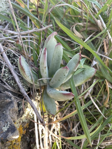 Cotyledon orbiculata