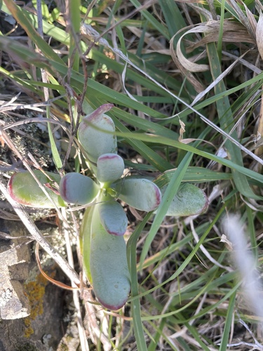 Cotyledon orbiculata