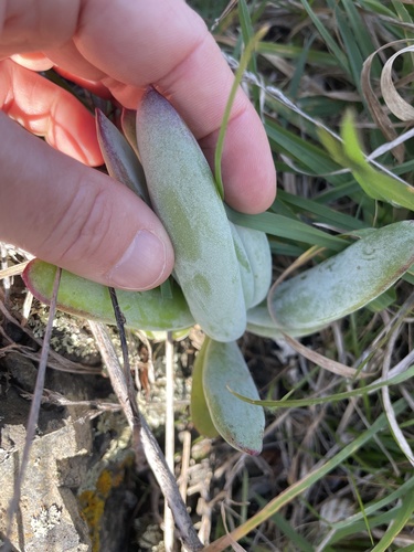 Cotyledon orbiculata