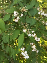 Deutzia