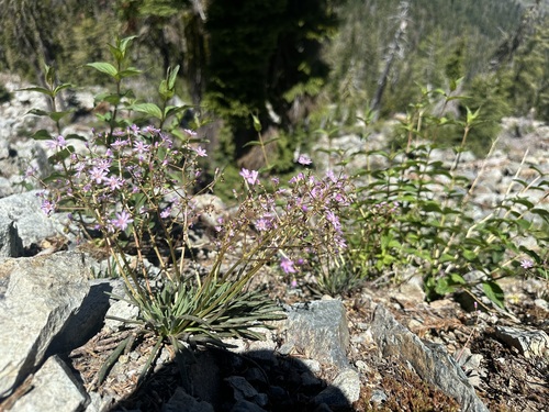 Image of Lewisia leeana by (c) Nina House, some rights reserved (CC BY)