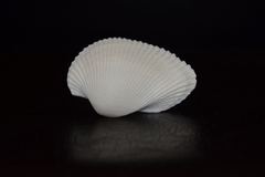 Anadara secticostata