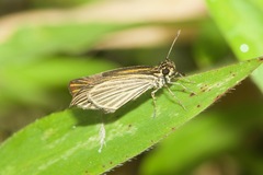Apaustus gracilis