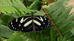 Heliconius atthis