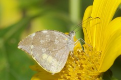 Lieinix nemesis nemesis