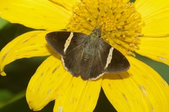 Autochton bipunctatus