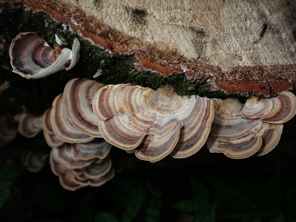 Microporus affinis · July 2024 · photo: © sus_scrofa (iNaturalist, cc-by)