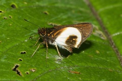 Mnestheus ittona