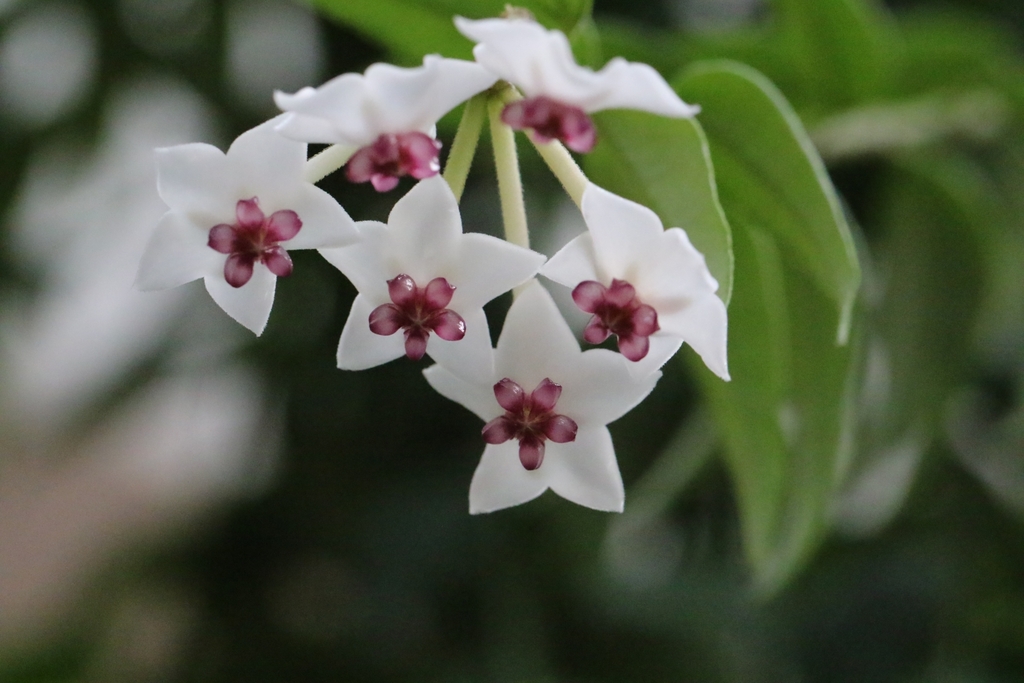 Хоя белла — Hoya bella