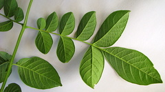 Jacaranda jasminoides