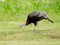 Meleagris gallopavo merriami