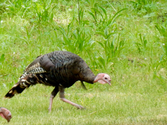 Meleagris gallopavo merriami