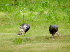 Meleagris gallopavo merriami