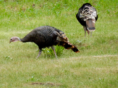 Meleagris gallopavo merriami