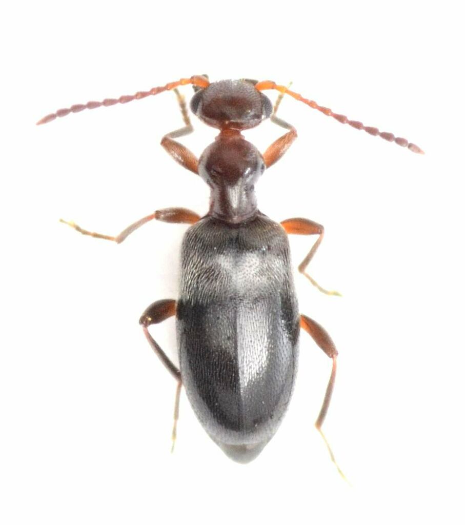 Ischyropalpus nitidulus
