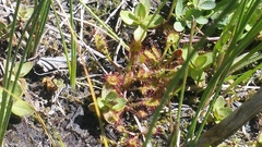 Drosera anglica