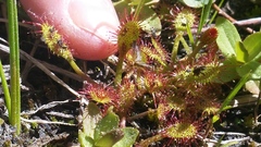 Drosera anglica