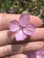 Clarkia dudleyana