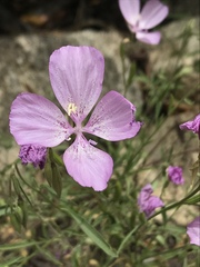 Clarkia dudleyana