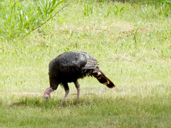 Meleagris gallopavo merriami