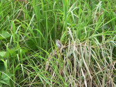 Myiophobus crypterythrus