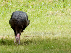 Meleagris gallopavo merriami