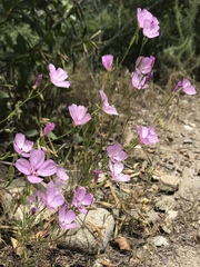 Clarkia dudleyana