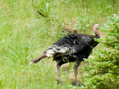 Meleagris gallopavo merriami