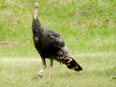 Meleagris gallopavo merriami