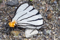 Arawacus leucogyna