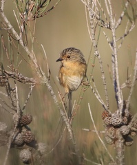 Stipiturus malachurus