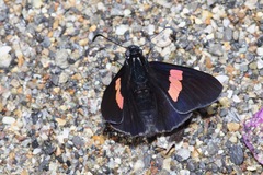 Mimoniades nurscia