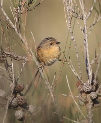 Stipiturus malachurus