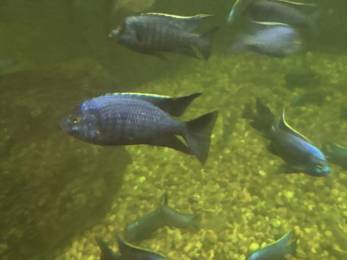 Azure mbuna (Copadichromis azureus) — Cichlidae — 4